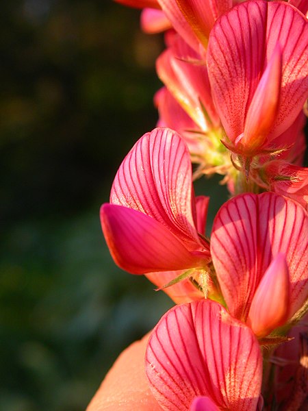 File:Onobrychis viciifolia (5172766704).jpg