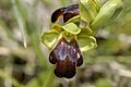 synonym by KEW: Ophrys creberrima flower Greece - Crete Gerakari