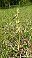 Ophrys sphegodes Germany - Schlatt/Beuren