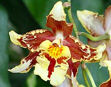 An orchid flower Orchidflower3.jpg