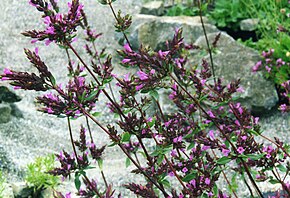 Beskrivelse af Origanum laevigatum.jpg-billedet.