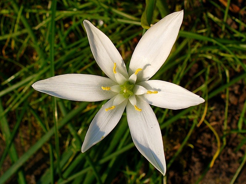 File:Ornithogalum umbellatum 003.JPG