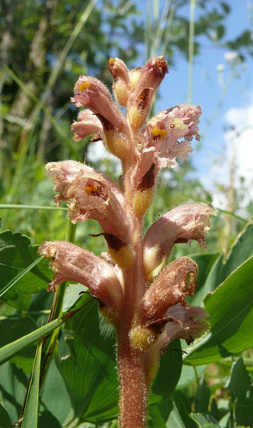 File:Orobanche alsatica 140608a.jpg