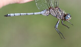 <i>Orthetrum monardi</i> Species of dragonfly