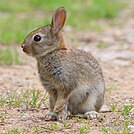 Oryctolagus cuniculus juvenile (Germany,Eppelheim).jpg