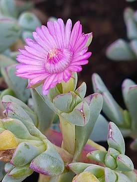 Oscularia cedarbergensis