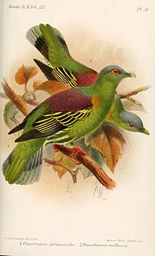 Illustration by Keulemans, 1893 OsmotreronKeulemans.jpg