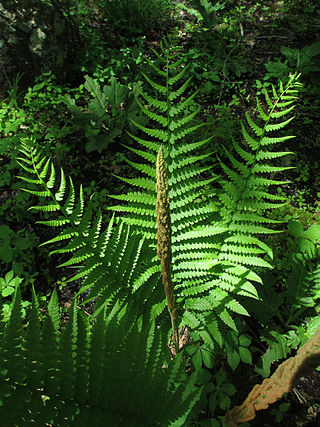 <i>Osmundastrum</i> Species of fern