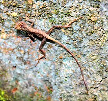 Otocryptis wiegmanni dari Matale.jpg