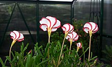 Oxalis versicolor (щавель ледяной) .jpg