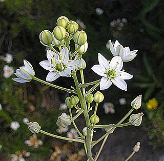 <i>Oziroe</i> genus of plants