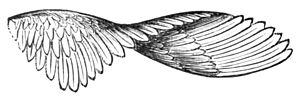PSM V04 D558 Partridge wings in flight.jpg
