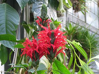 <i>Pachystachys</i> Genus of flowering plants