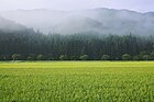 西納庫地区の田園