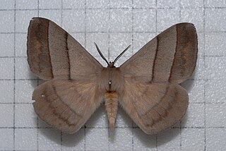<i>Palirisa</i> Genus of moths