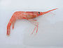 Caridea: Pink shrimp (Pandalus borealis)