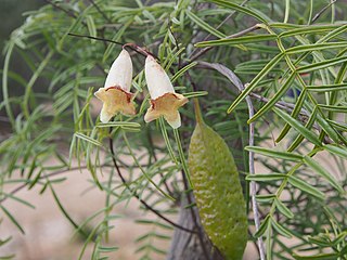 <i>Pandorea linearis</i> Species of vine