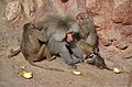 * Nomination Hamadryas baboon in Alexandria Zoo --Hatem Moushir 06:57, 23 September 2017 (UTC) * Decline Sorry, insufficiently sharp for QI. -- Ikan Kekek 08:48, 23 September 2017 (UTC)