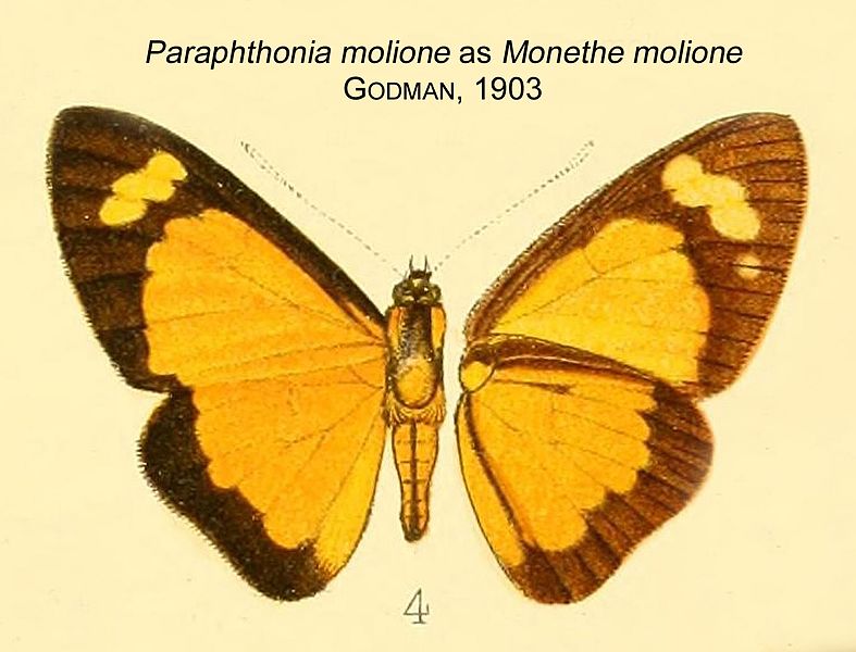 File:ParaphthoniaMolioneGodman1903OD.JPG