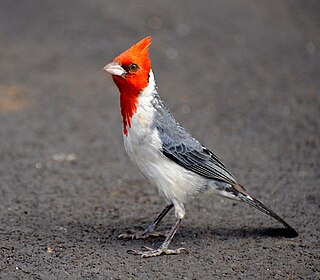 <span class="mw-page-title-main">Red-crested cardinal</span> Species of bird