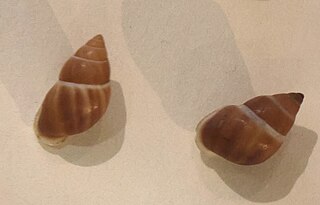 <i>Partula martensiana</i> Species of gastropod
