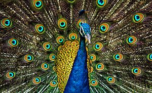 Peacock Plumage.jpg