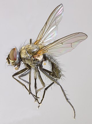 <i>Pegomya rubivora</i> Species of fly