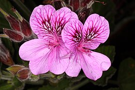 Pelargonium cucullatum ssp cucullatum.jpg