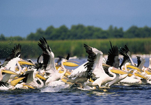 Pelicans in the Danube Delta, Romania Pelicani din Delta Dunarii.PNG