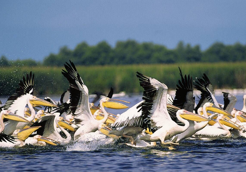 Unduh 950 Koleksi Gambar Flora Dan Fauna Di Benua Eropa Keren HD