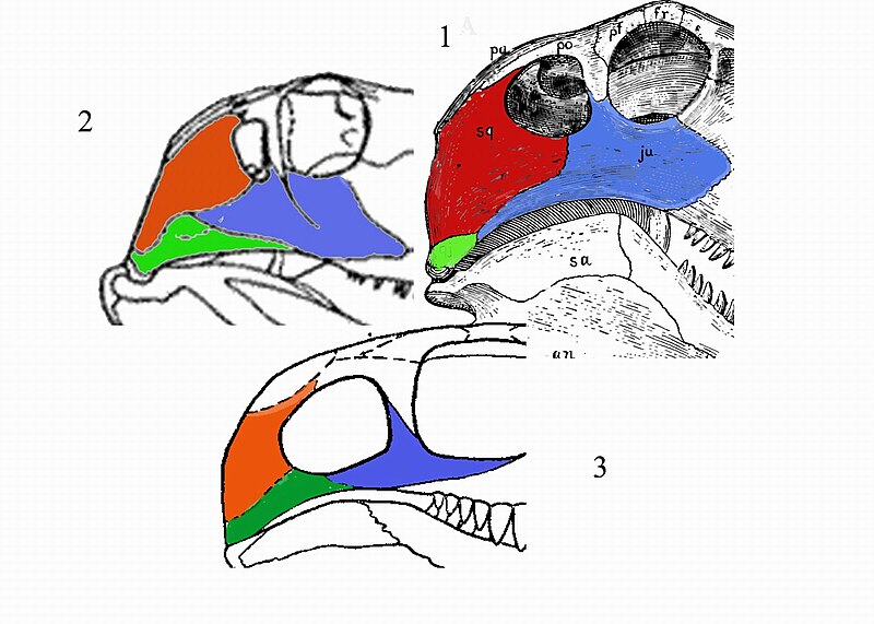 File:Pelycosaurian skulls.jpg