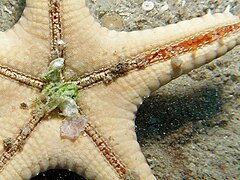 File:Pentaceraster regulus - Watson's Bay 03.jpeg (Category:Echinoderms of Queensland)