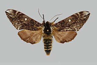 <i>Pentateucha stueningi</i> Species of moth