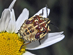 Pentatomedoj - Carpocoris purpureipennis (nimfo).jpg