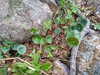 <i>Peperomia bracteata</i> Species of plant