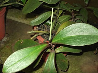 <i>Peperomia clusiifolia</i> Species of plant