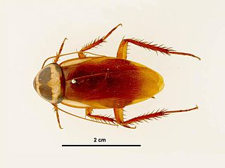 <span class="mw-page-title-main">Australian cockroach</span> Species of cockroach