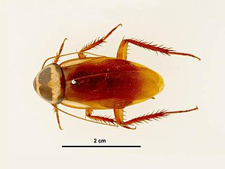 Australian cockroach