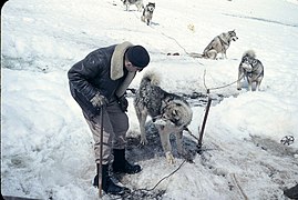 Perros antárticos en la Base O´Higgins, 1958.