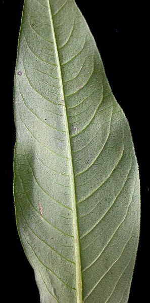 File:Persicaria lapathifolia 15-p.bot-polygo.lapa-04.jpg