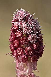 <i>Petasites hybridus</i> species of flowering plant in the daisy family Asteraceae