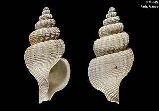 <i>Phaenomenella callophorella</i> Species of gastropod