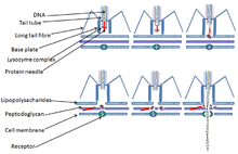 Diagram of the DNA injection process Phage injection.png