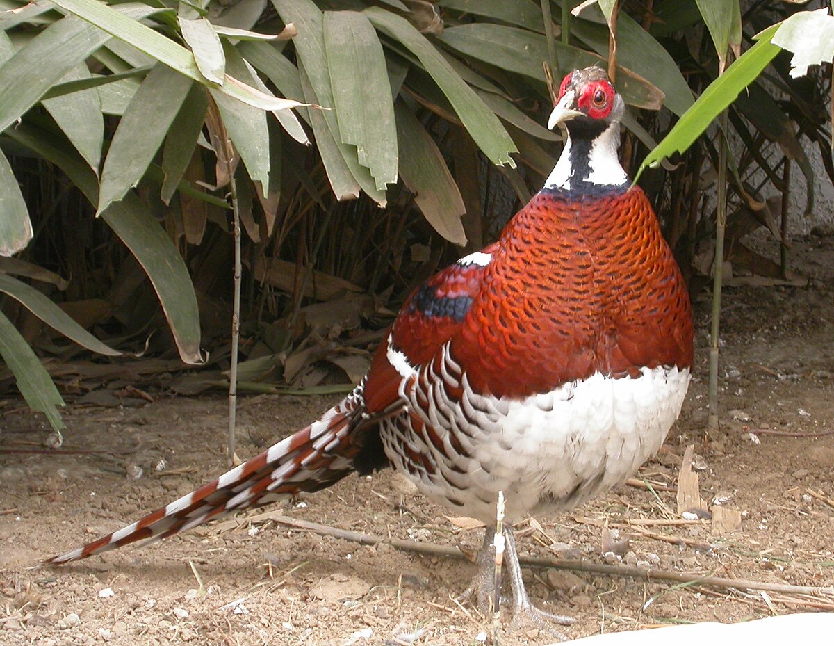 Common pheasant - Wikipedia