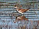 Pheasant tailed Jacana (Non-breeding) I IMG 8638.jpg