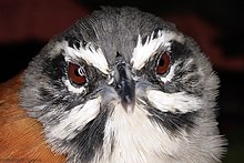 Pheugopedius mystacalis - Whiskered wren; Rubio, Tachira, Venezuela.jpg