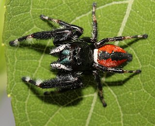 <i>Phidippus clarus</i> species of arachnid