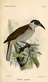 New Britain friarbird species of bird