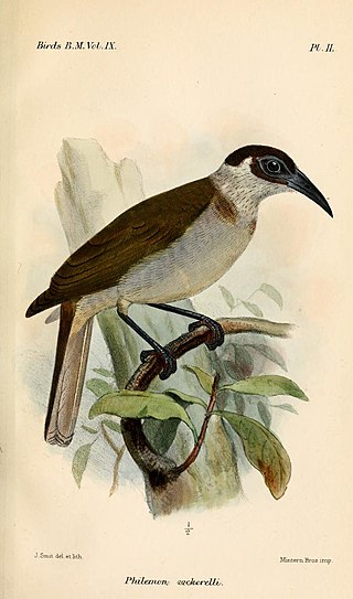 <span class="mw-page-title-main">New Britain friarbird</span> Species of bird