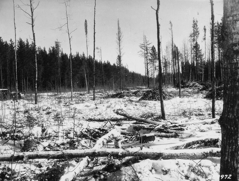 File:Photograph of View in Clear Cut Area After Logging - NARA - 2128134.tif